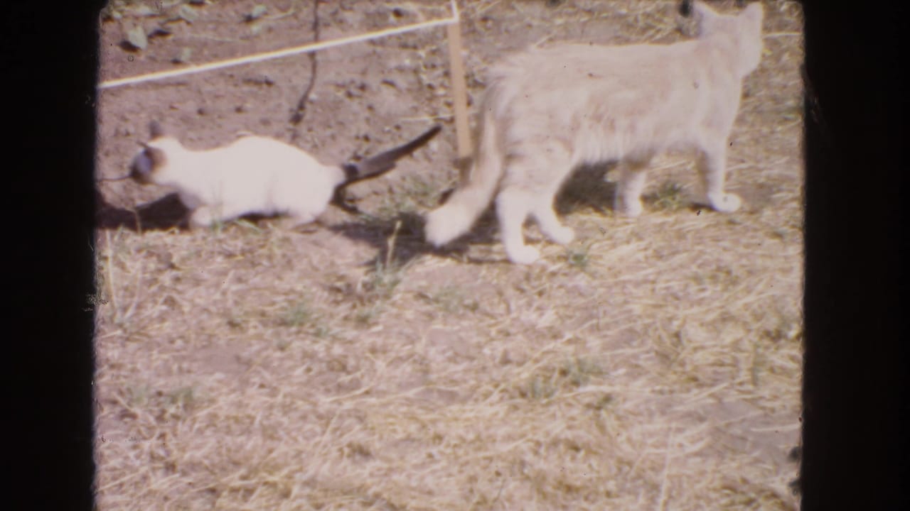 Adult cat and small kitten moving across a dry yard near fence lines.