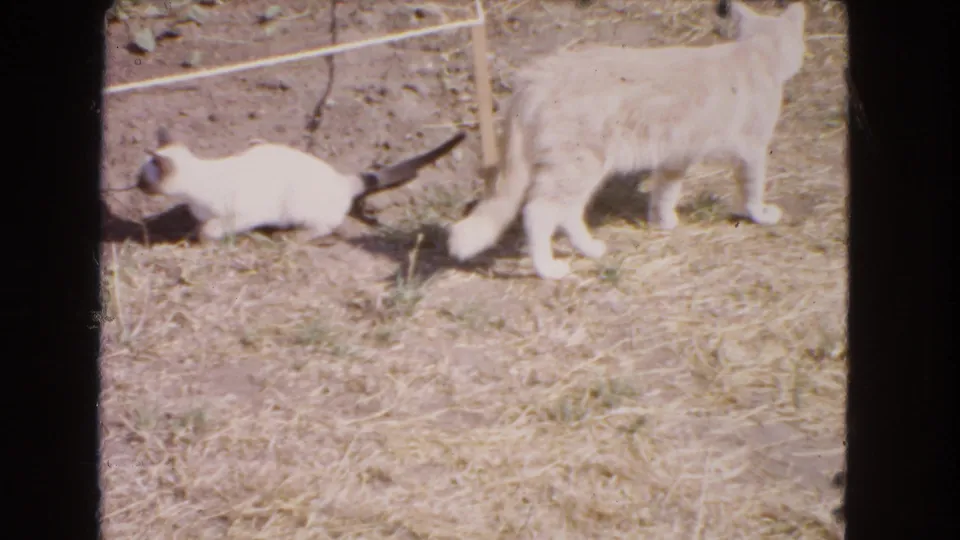 In 1966 Barstow home-movie footage, a light adult cat and small pointed kitten move through a dry, sunlit yard.