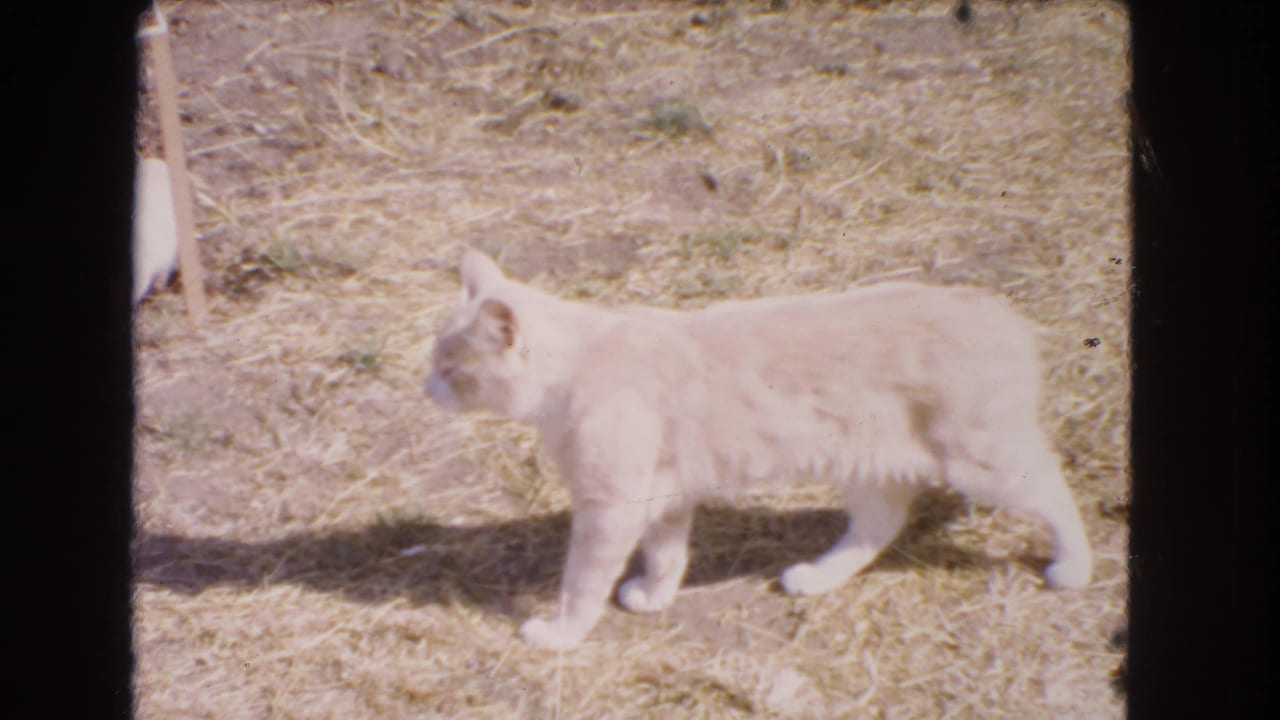 Light-colored adult cat walking across dry grass in sunlight.