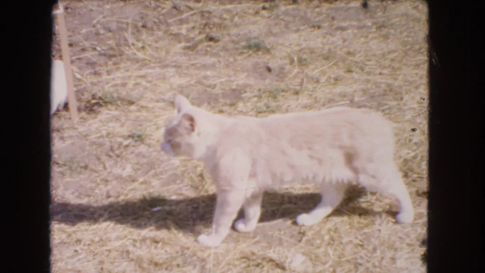 A light-colored adult cat walks across straw-like grass in the Barstow yard, with strong sun and soft 8mm color.