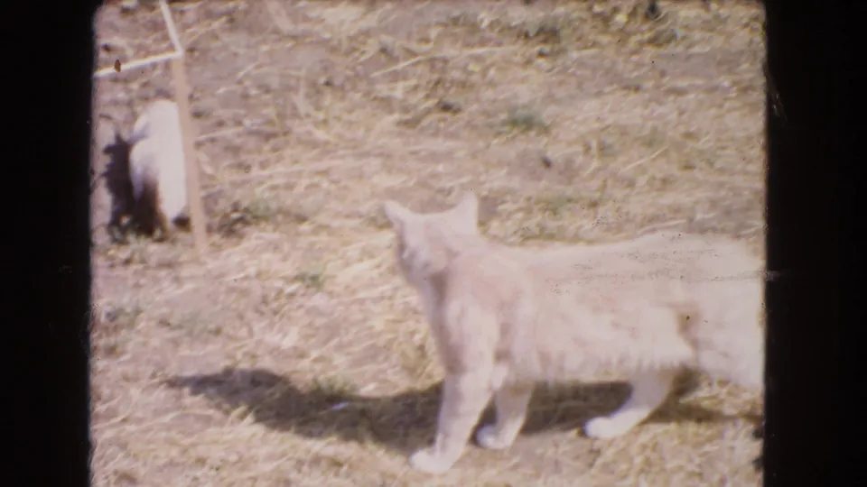 The adult cat pauses in profile in the dry Barstow yard as the smaller kitten remains partly visible near the left edge.