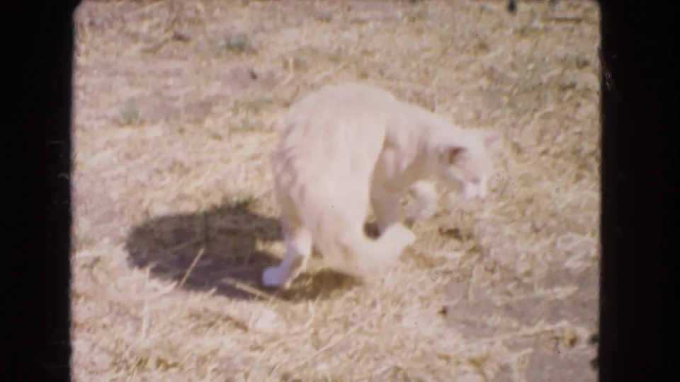 A light adult cat lowers its head toward the straw-covered ground in a sunlit 1966 Barstow yard scene.