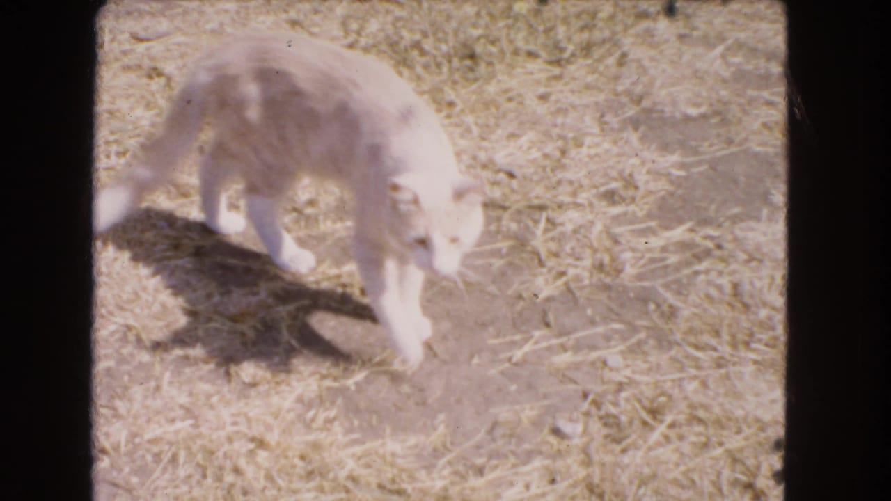 White cat walking across dry ground with straw and shadow nearby.