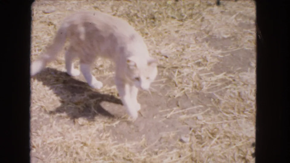 White domestic cat walks across sunlit dry ground in Barstow, California, in 1966 home-movie footage.