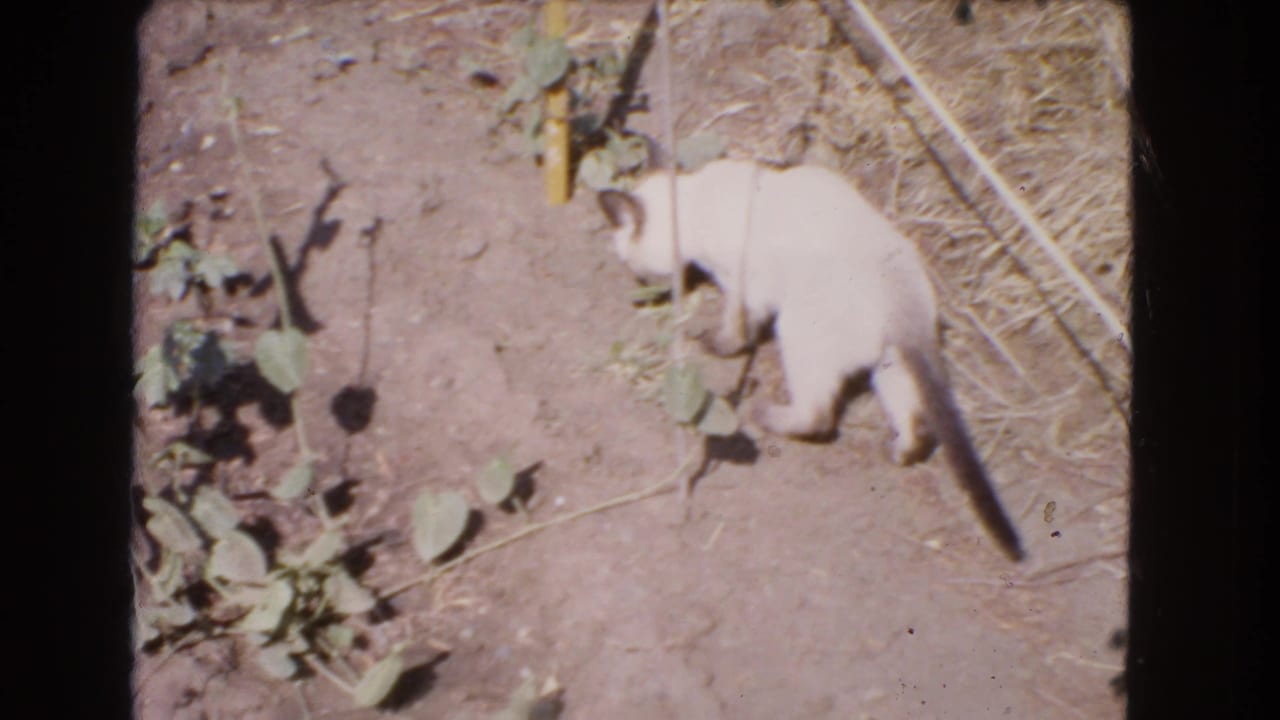 White cat stands near sparse garden plants and dry soil in the 1966 Barstow yard footage.