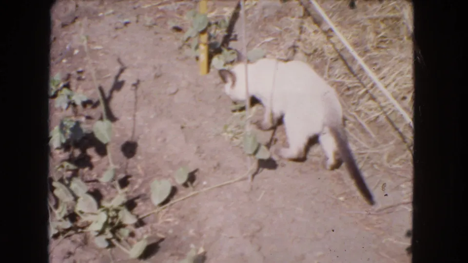 White cat stands near sparse garden plants and dry soil in the 1966 Barstow yard footage.