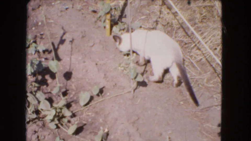 White cat moves beside a sparse garden patch in Barstow, California, in vintage 8mm footage from 1966.