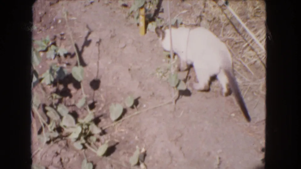 White cat faces a sparse garden patch on dry ground in 1966 Barstow home-movie footage.