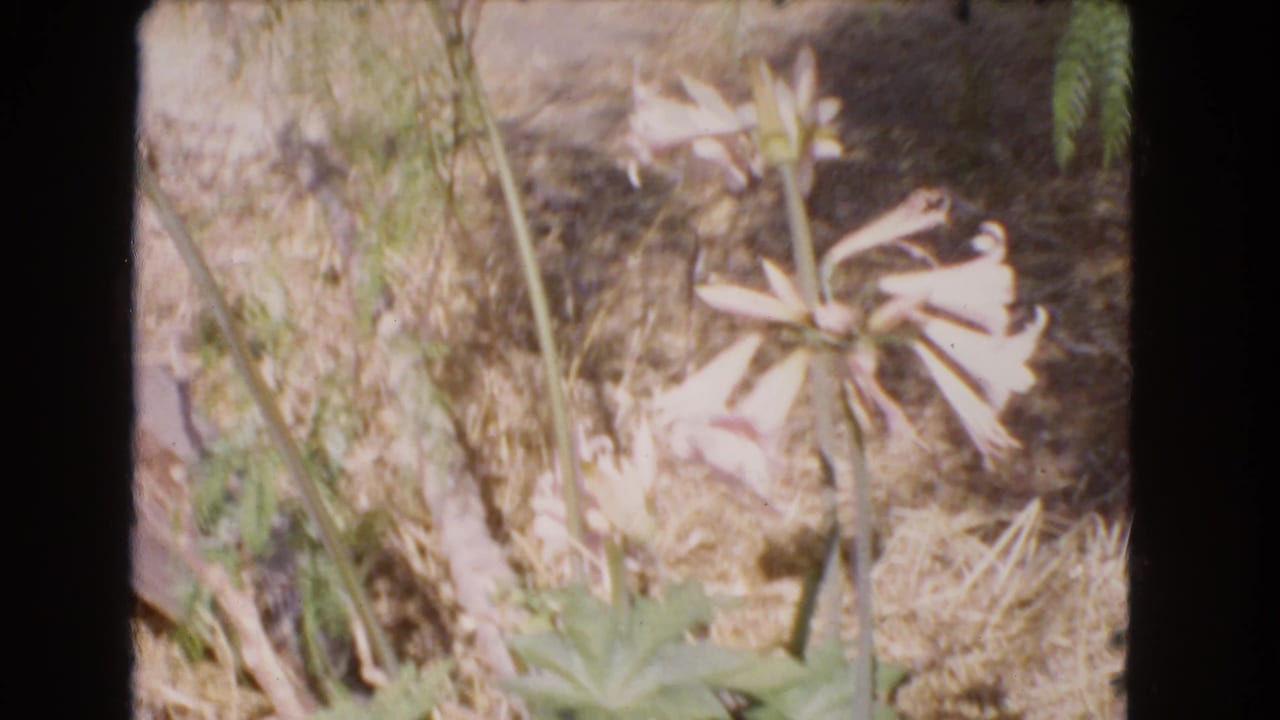 Pink flowers and dry garden ground framed by black film edges.
