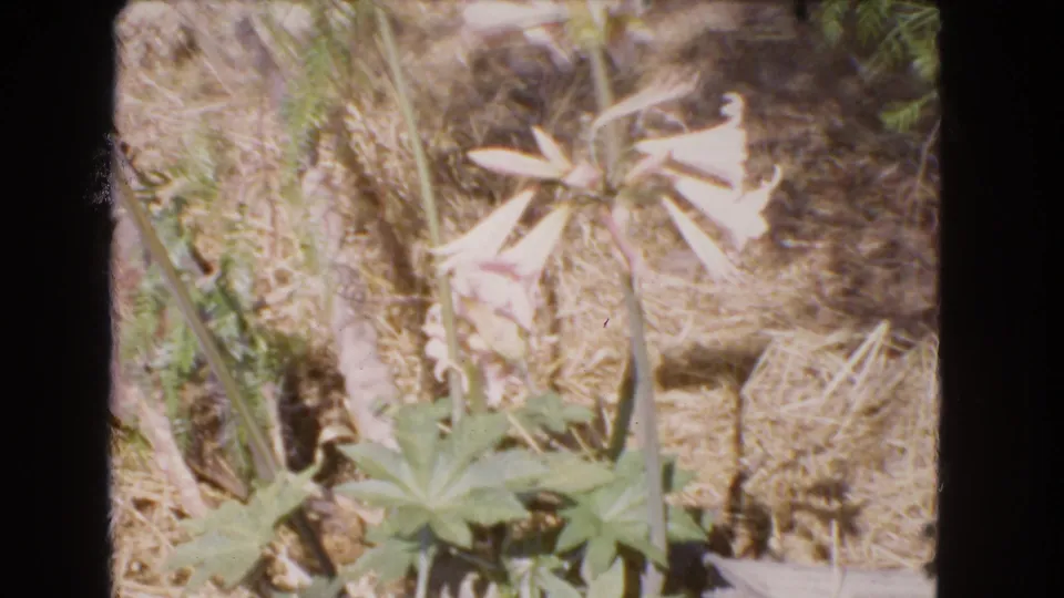 Close garden view from the 1966 Barstow footage, with pale flowers, broad green leaves, dry soil, and soft small-gauge film texture.