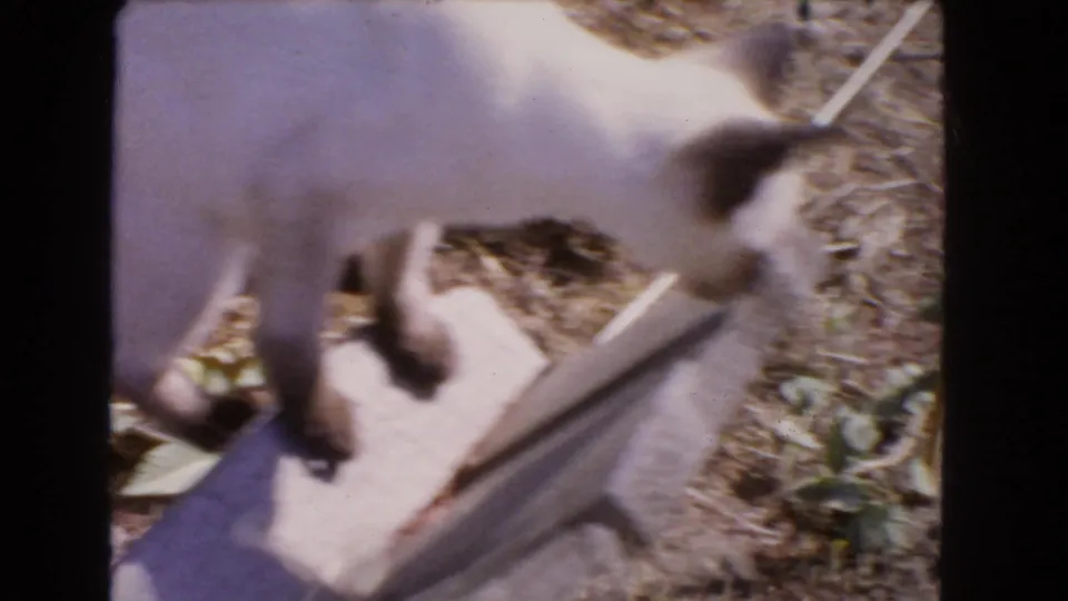 A white cat with dark ears and paws moves across a low garden border in the 1966 Barstow home-movie footage.