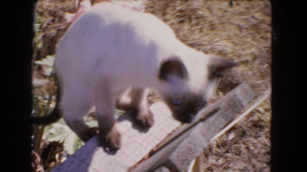 Siamese cat stepping along a wooden plank in a dry garden.