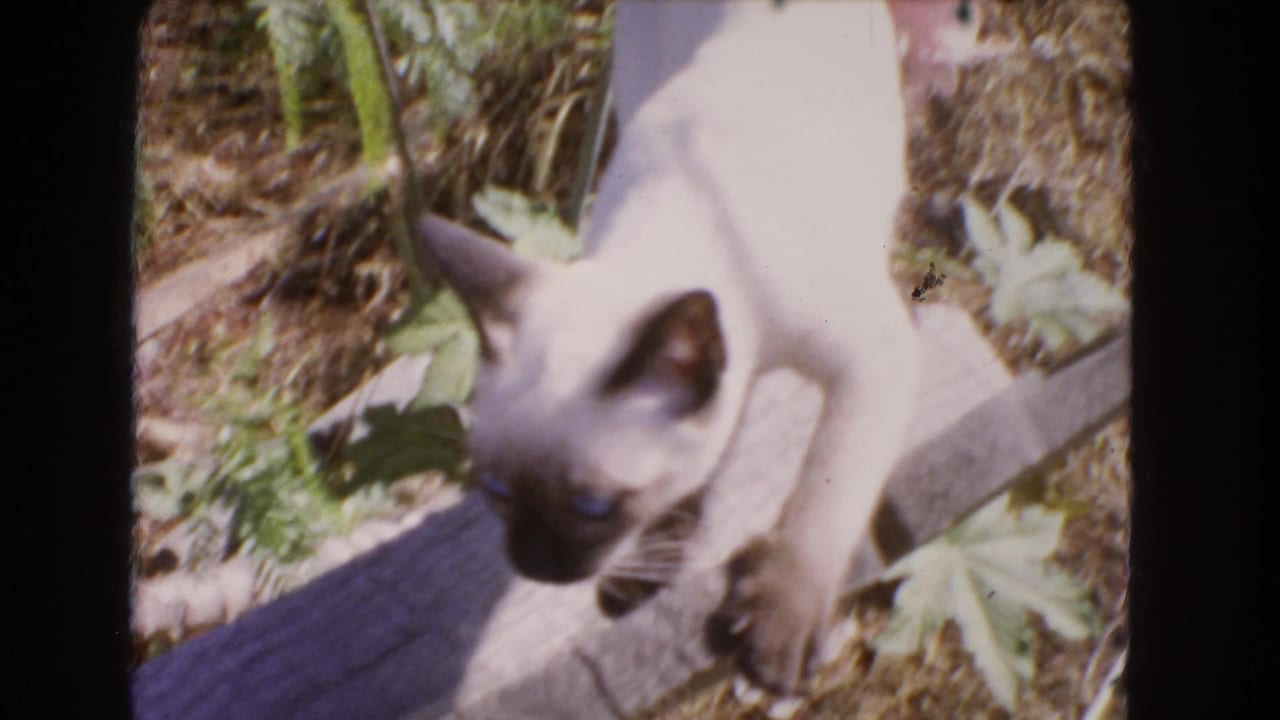 The Siamese cat lowers its head while standing on a plank in a Barstow garden setting from the 1966 8mm footage.