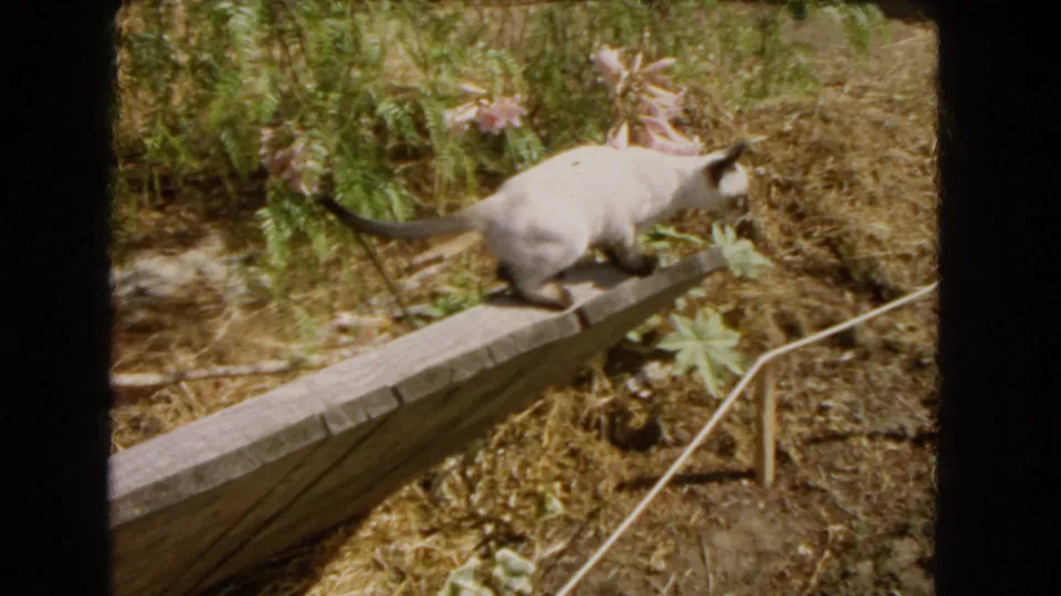 Wide garden view of the Siamese cat walking along a narrow wooden plank, with ferns and dry soil visible.