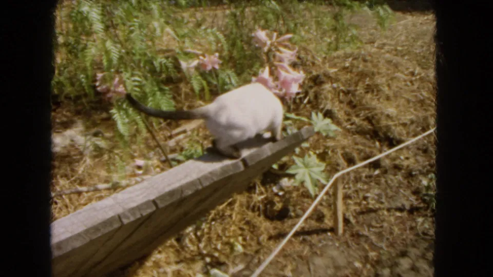 1966 garden frame showing the Siamese cat turned on the plank near pink flowers and low plants.