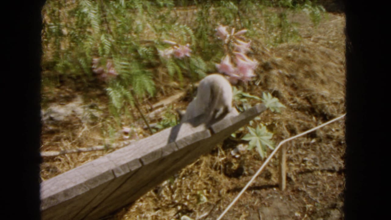 White cat with a dark tail crossing a wooden plank in a dry garden with pink lilies behind it.