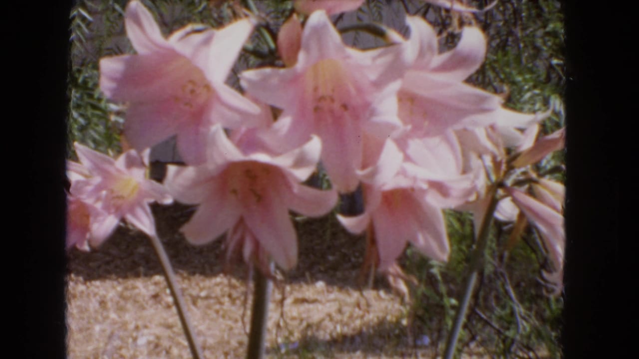 Pink lilies dominate the frame in the 1966 Barstow garden footage, with dry earth and green foliage softly visible behind the blooms.
