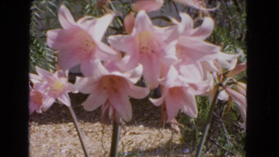 The 8mm frame holds on pale pink lilies in the Barstow garden, showing blossoms, stems, foliage, and sunlit dry soil.