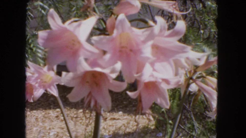 At the end of the 1966 Barstow clip, pink lilies remain centered in soft 8mm focus against foliage and dry garden earth.