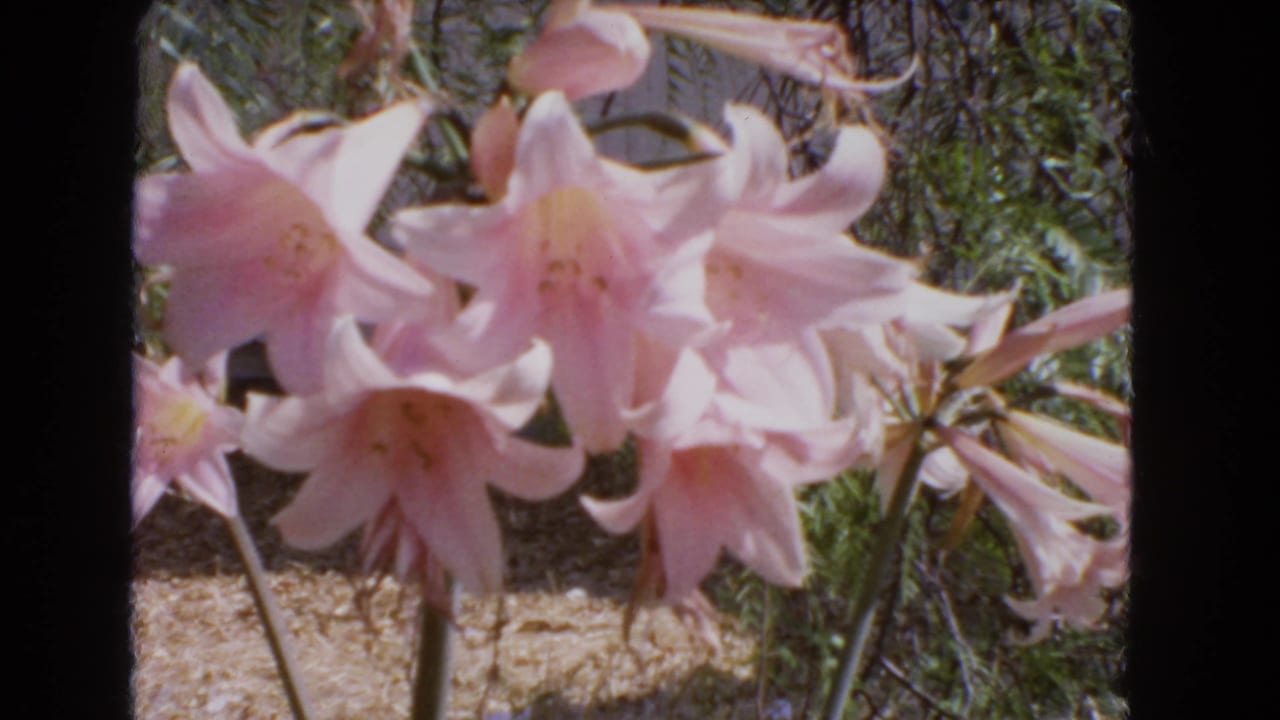 Pale pink lilies fill the foreground in supplied 1966 Barstow, California 8mm home-movie footage, with green foliage and dry soil behind them.