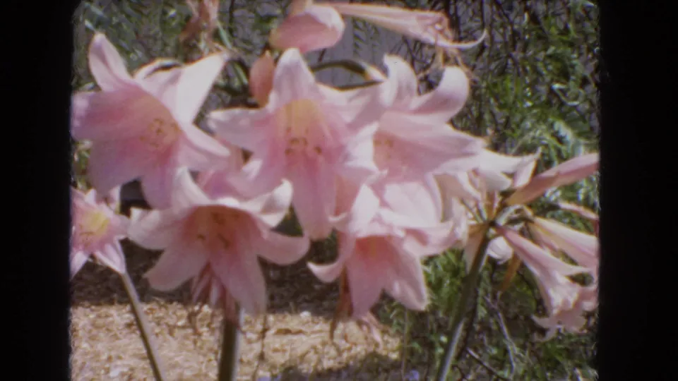 Pale pink lilies fill the foreground in supplied 1966 Barstow, California 8mm home-movie footage, with green foliage and dry soil behind them.