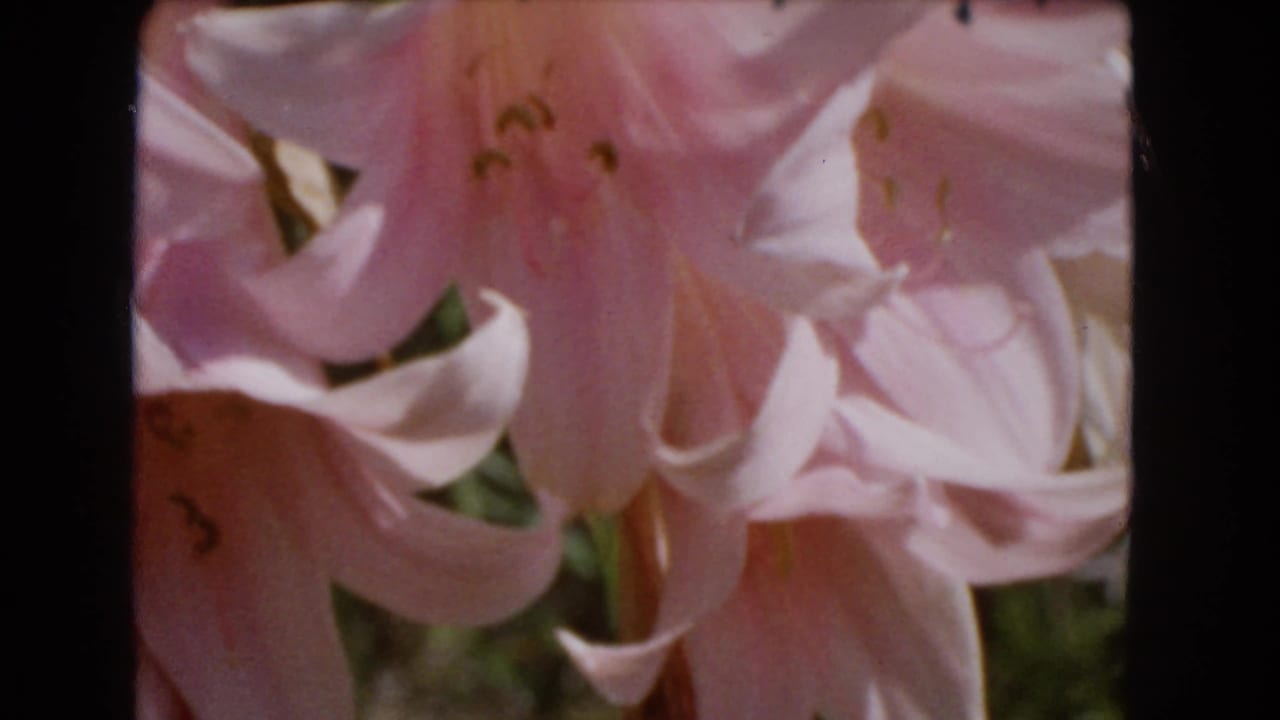 Close view of pale pink lily blossoms with soft background foliage.