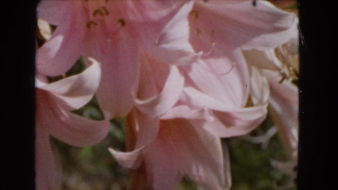 Large pink lily blossoms fill the frame with blurred green foliage behind.