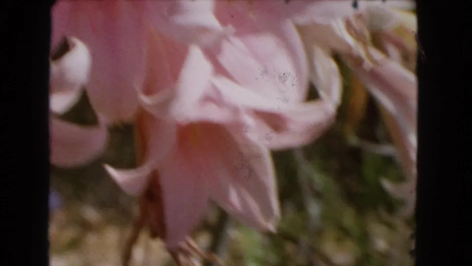The final frame shows soft pink lily petals in close-up, with visible 8mm texture, slight blur, and muted green garden shapes behind them.