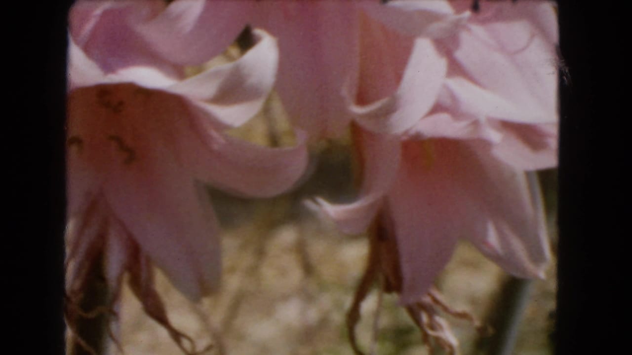 1966 Barstow home-movie frame showing pink orchid blossoms in close-up with soft focus and warm 8mm color.