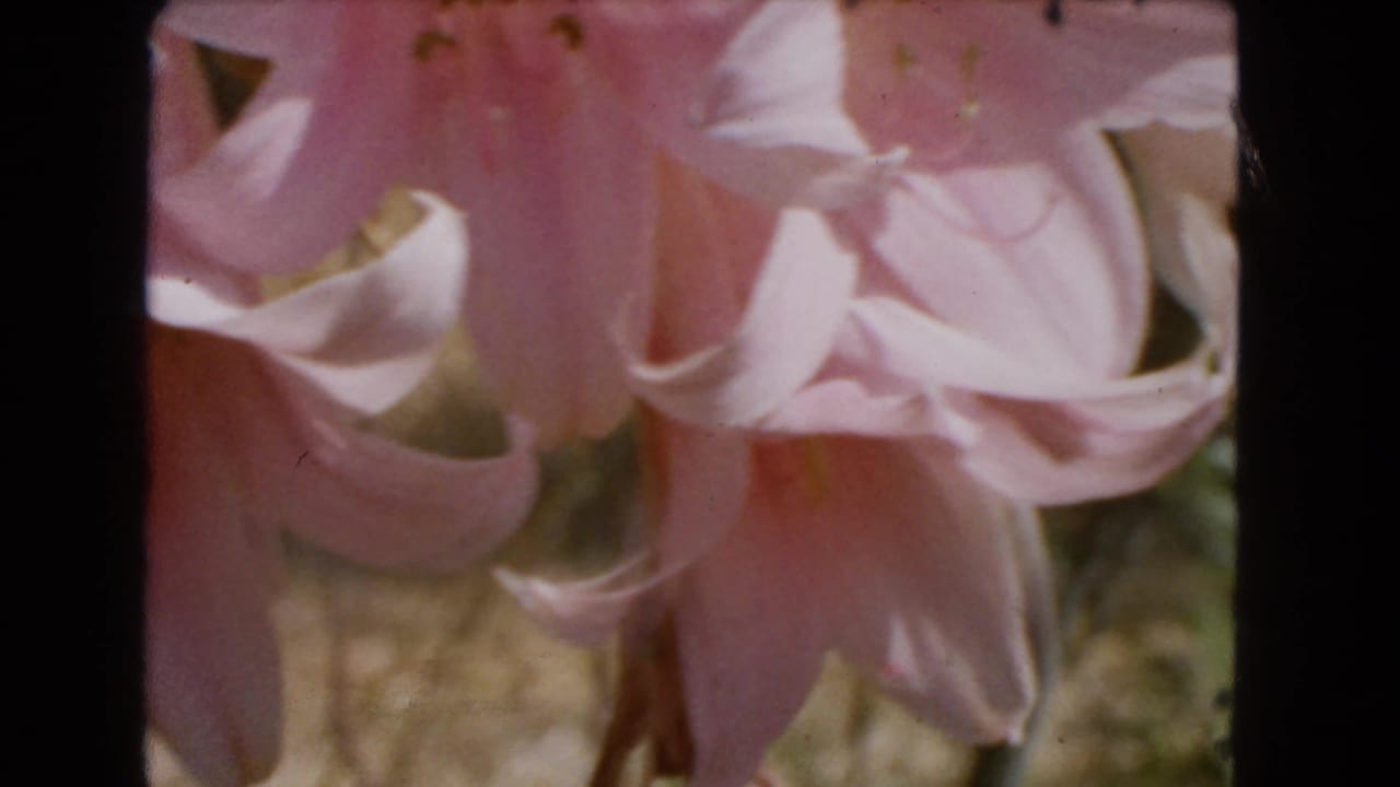 Close view of pink orchid petals and blossoms against a soft outdoor background.
