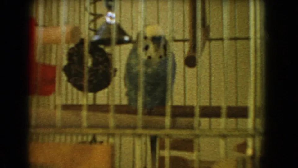 1966 Barstow home-movie frame showing a blue and white budgie behind cage bars with a red water bottle and hanging toy.