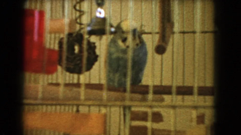 1966 Barstow frame showing a caged blue and white budgie near a red water bottle, perch, and hanging cage accessory.
