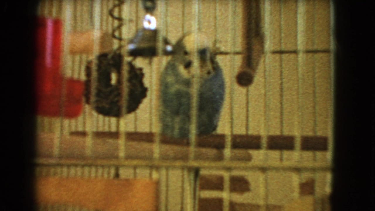 1966 Barstow home-movie frame showing a blue parakeet in a wooden birdcage with a red water bottle and hanging cage accessories.