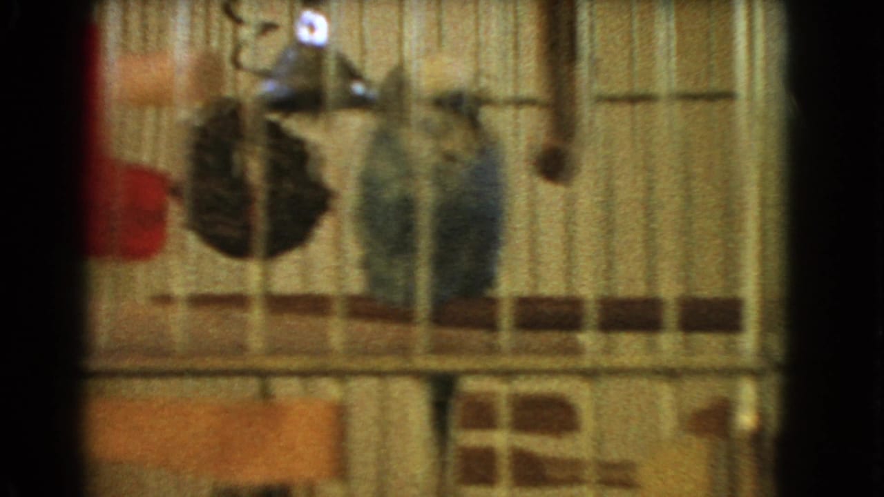 Parakeet in a wooden cage beside a dark hanging toy and red water bottle.
