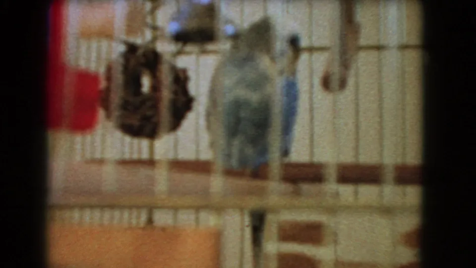 Barstow 1966 home-movie frame with the parakeet blurred inside the cage, near the red water bottle and hanging toy.