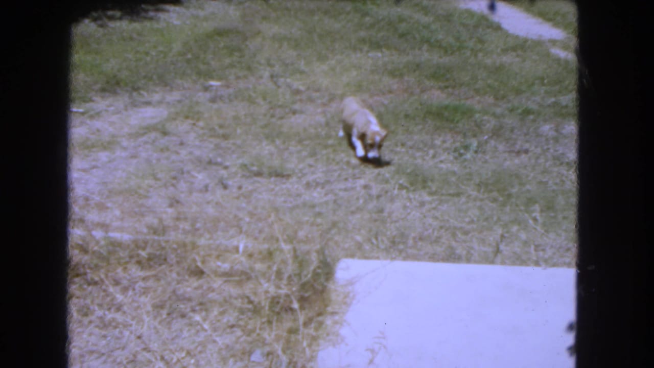 Small tan and white puppy explores a patchy grassy yard near concrete in this 1966 home-movie frame.
