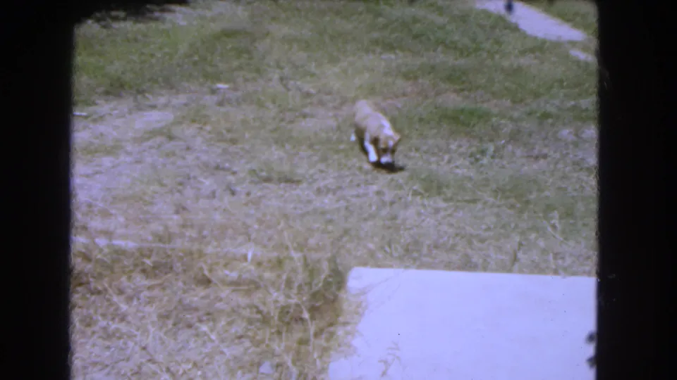 Small tan and white puppy explores a patchy grassy yard near concrete in this 1966 home-movie frame.