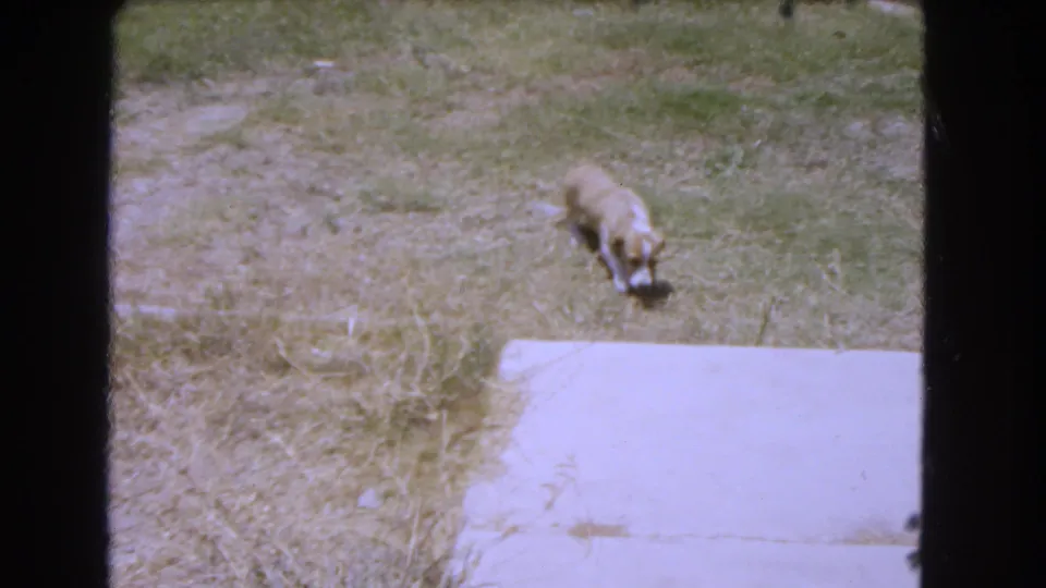 The puppy continues across the grassy yard, head lowered as it approaches the concrete slab.