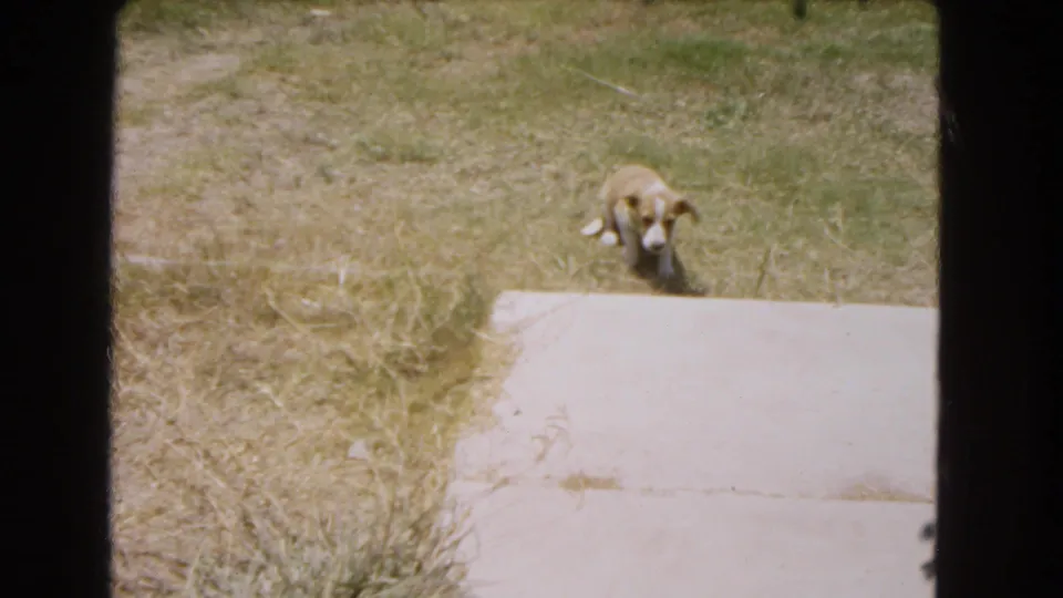 Small puppy pauses near the concrete slab in a patchy yard, facing the handheld 8mm camera.