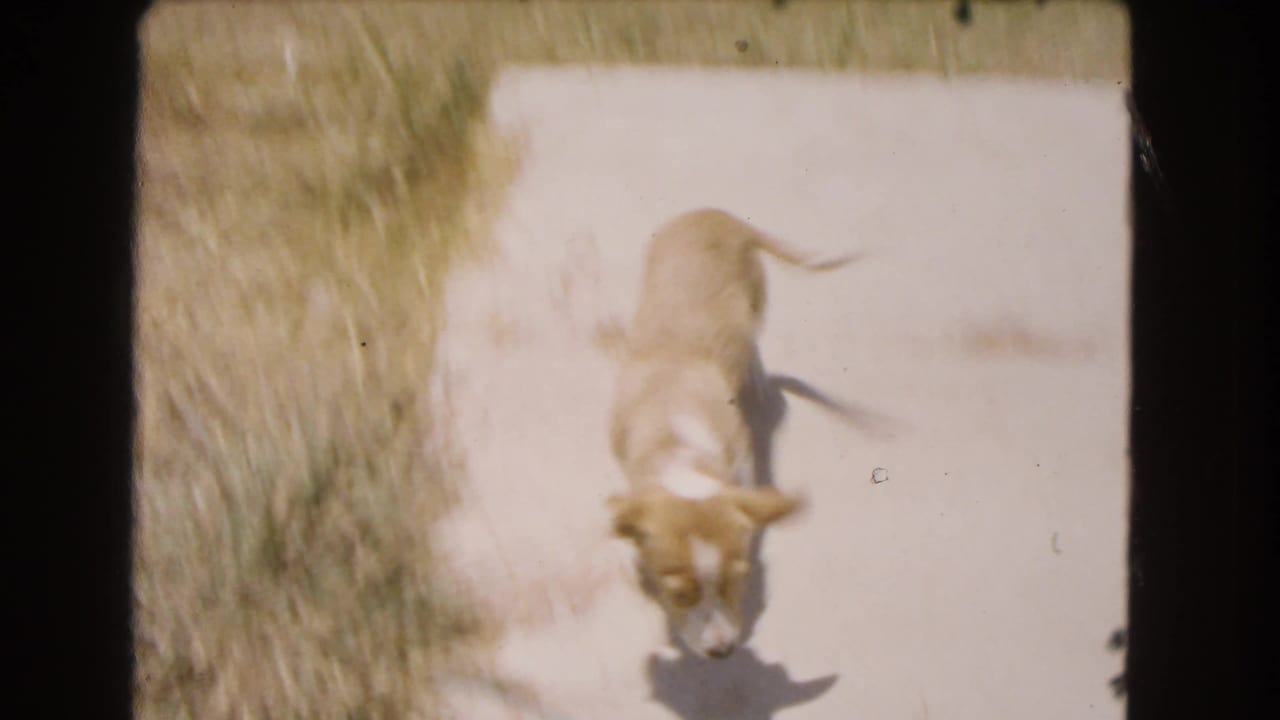 Small tan dog in 1966 Barstow home-movie footage runs from a grassy edge toward the camera on a sunlit driveway.