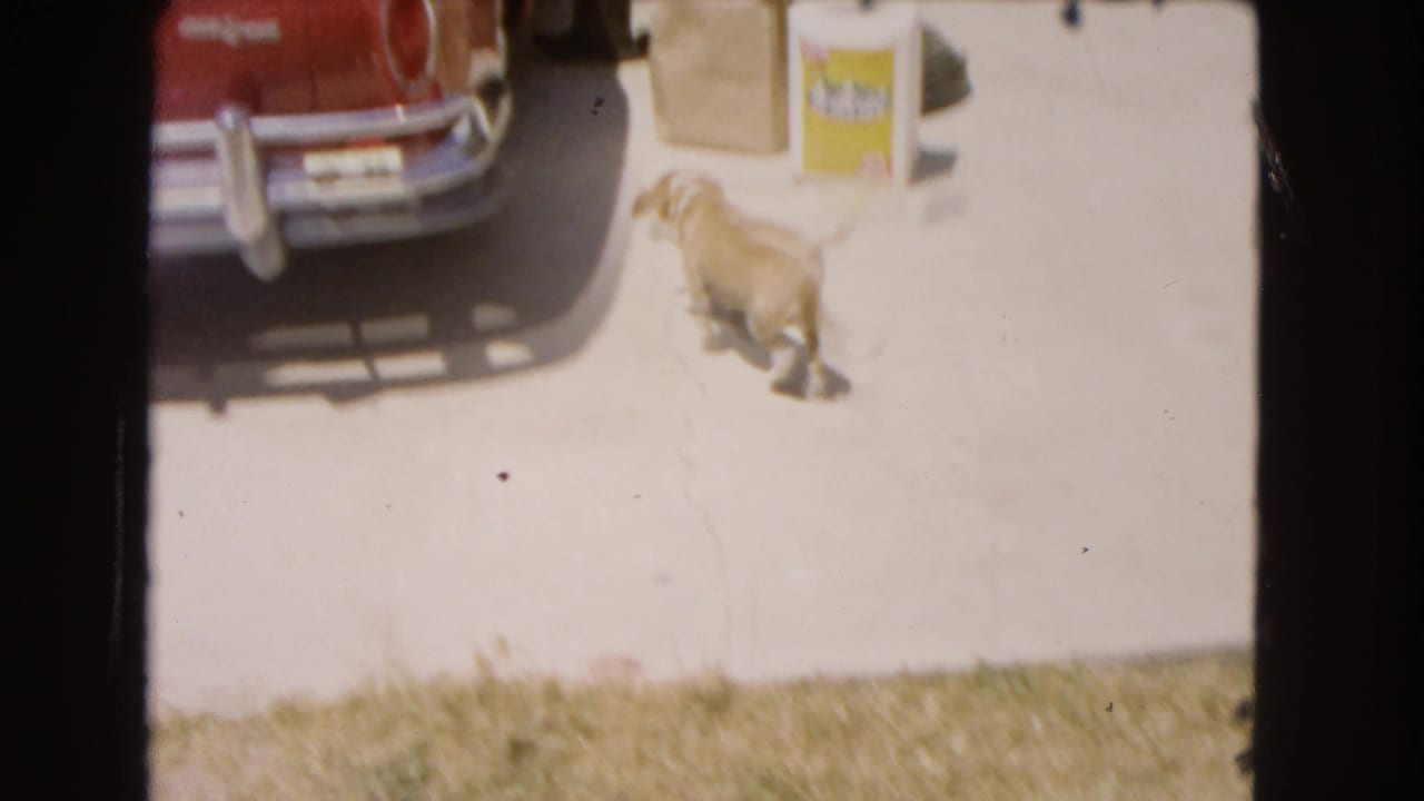 Small dog moves across a bright driveway near the rear of a red classic car, with a paper bag and yellow container nearby in Barstow, California.