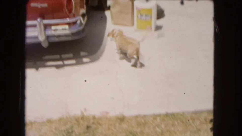 Small dog moves across a bright driveway near the rear of a red classic car, with a paper bag and yellow container nearby in Barstow, California.