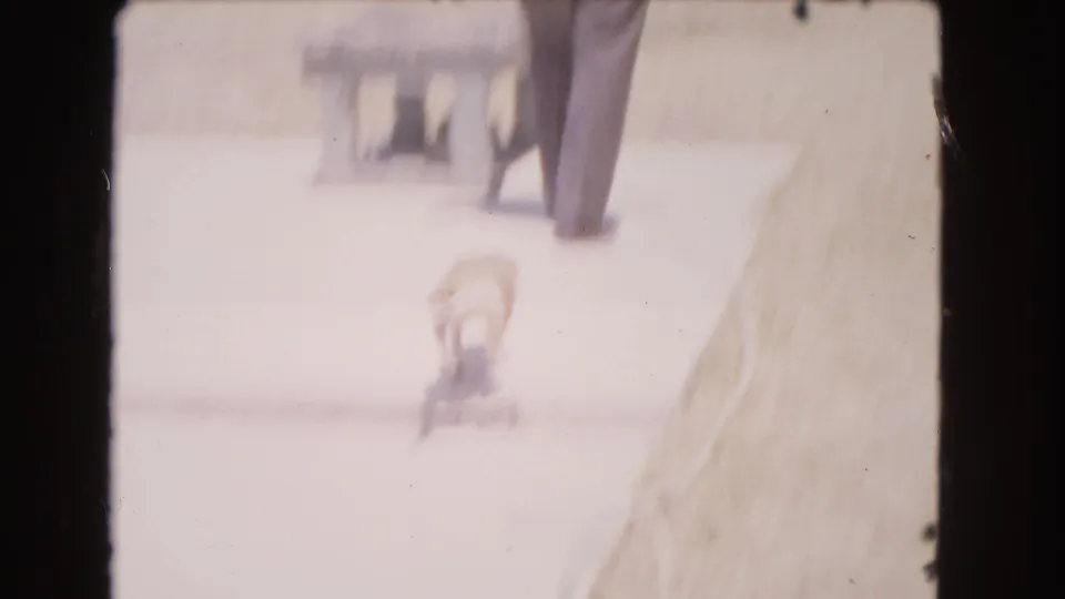 The puppy moves across the bright concrete as the man walks away, with the frame softened by motion blur and overexposed sunlight.