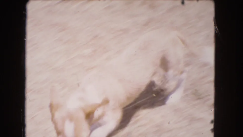 Close 1966 Barstow home-movie view of a small light-colored dog moving across the bright, dry yard surface.