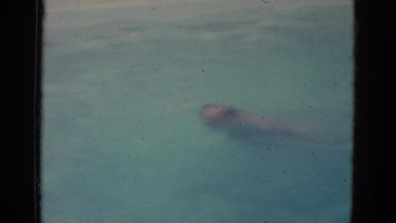 Soft 8mm frame showing an adult swimmer beneath the surface of clear blue-green pool water after a dive.