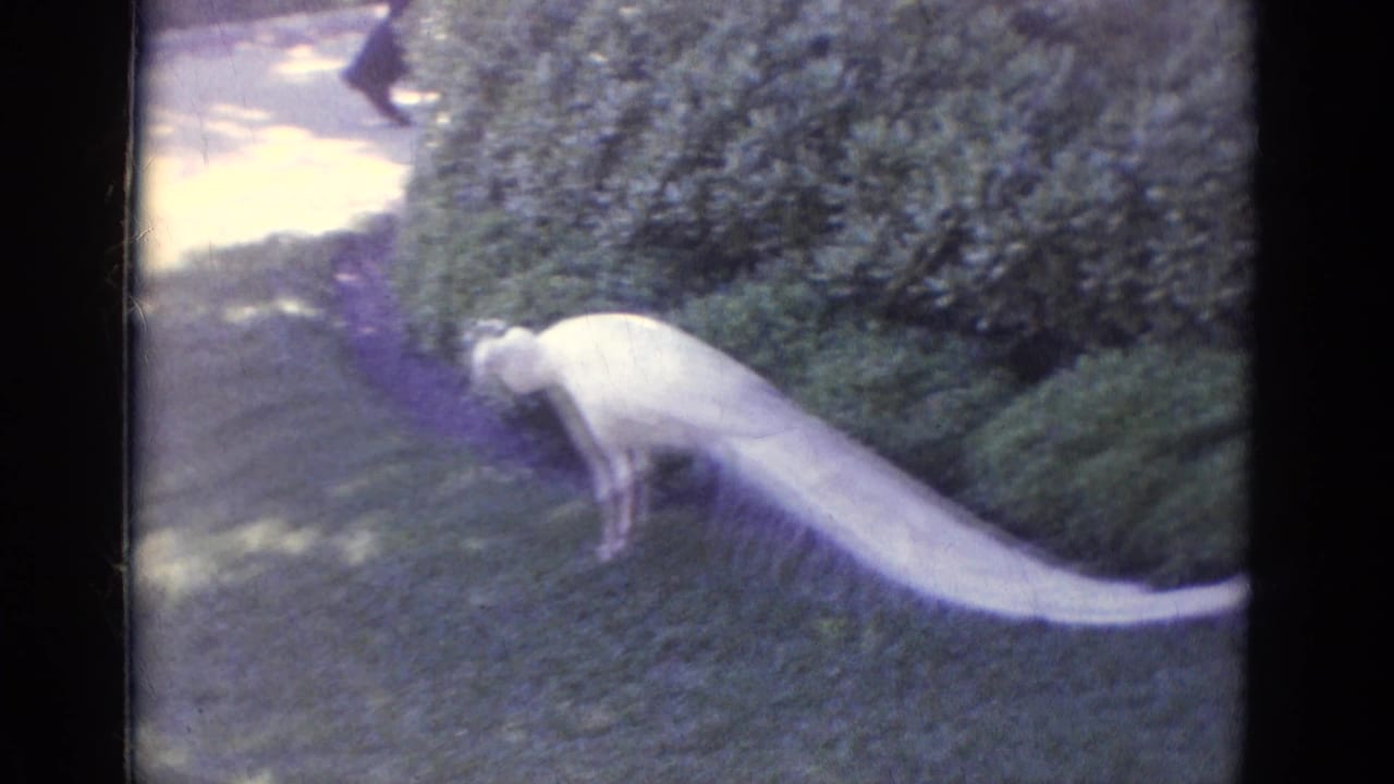 White peacock standing on grass beside dense shrubs with its long tail trailing behind.