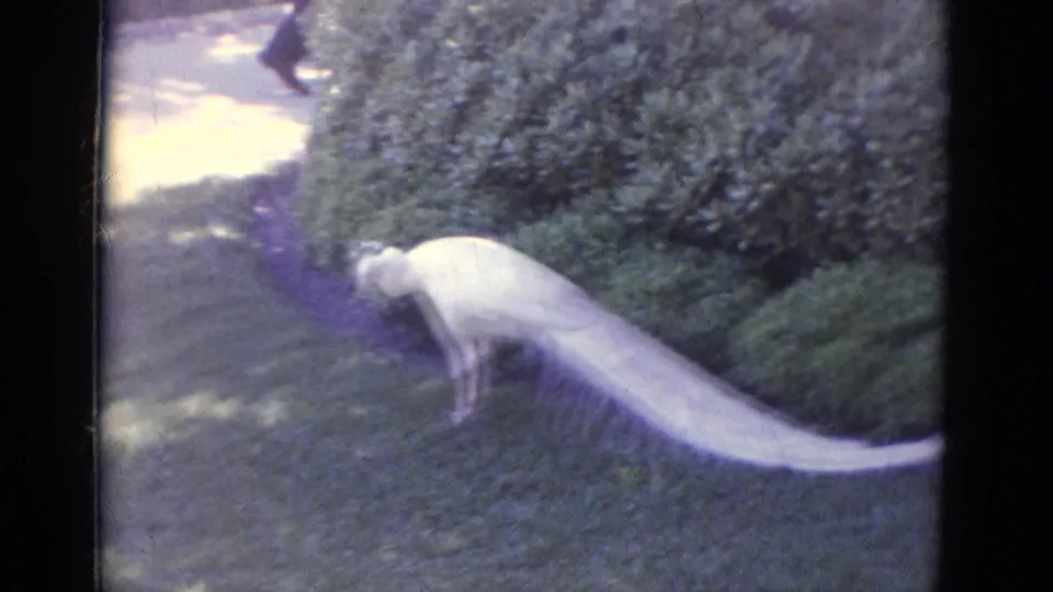 White peacock at Busche Gardens, Florida, standing on a grassy lawn near hedges, with long pale tail feathers extending across the frame.