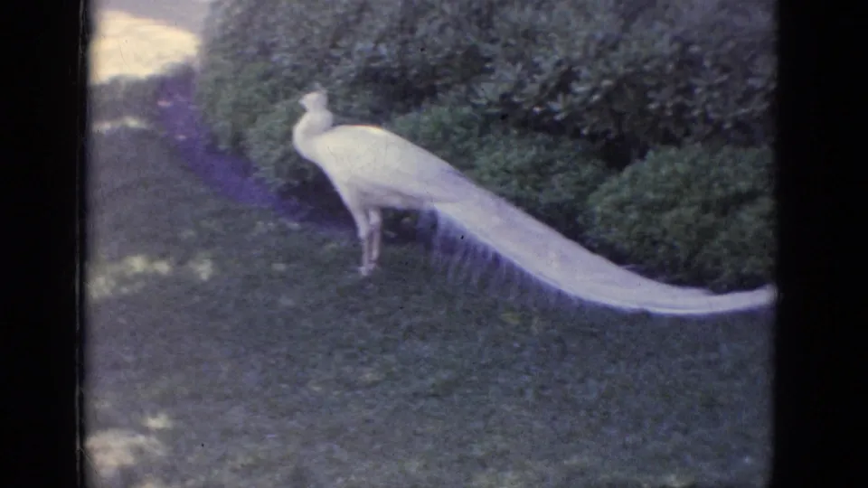 1966 home-movie frame of a white peacock standing on grass at Busche Gardens, Florida, backed by hedges and leafy garden growth.