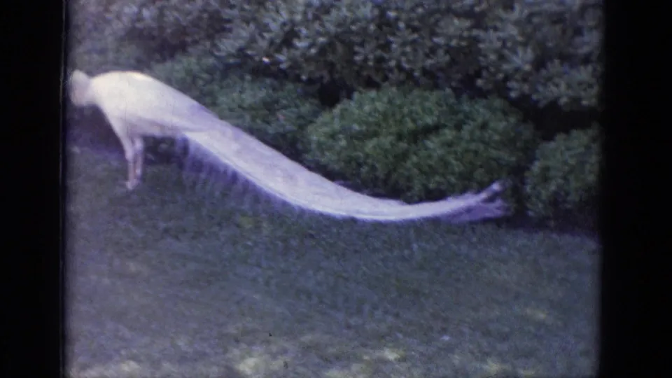 White peacock at Busche Gardens, Florida, bending toward the lawn as if pecking, with dense shrubs behind and tail feathers stretched out.