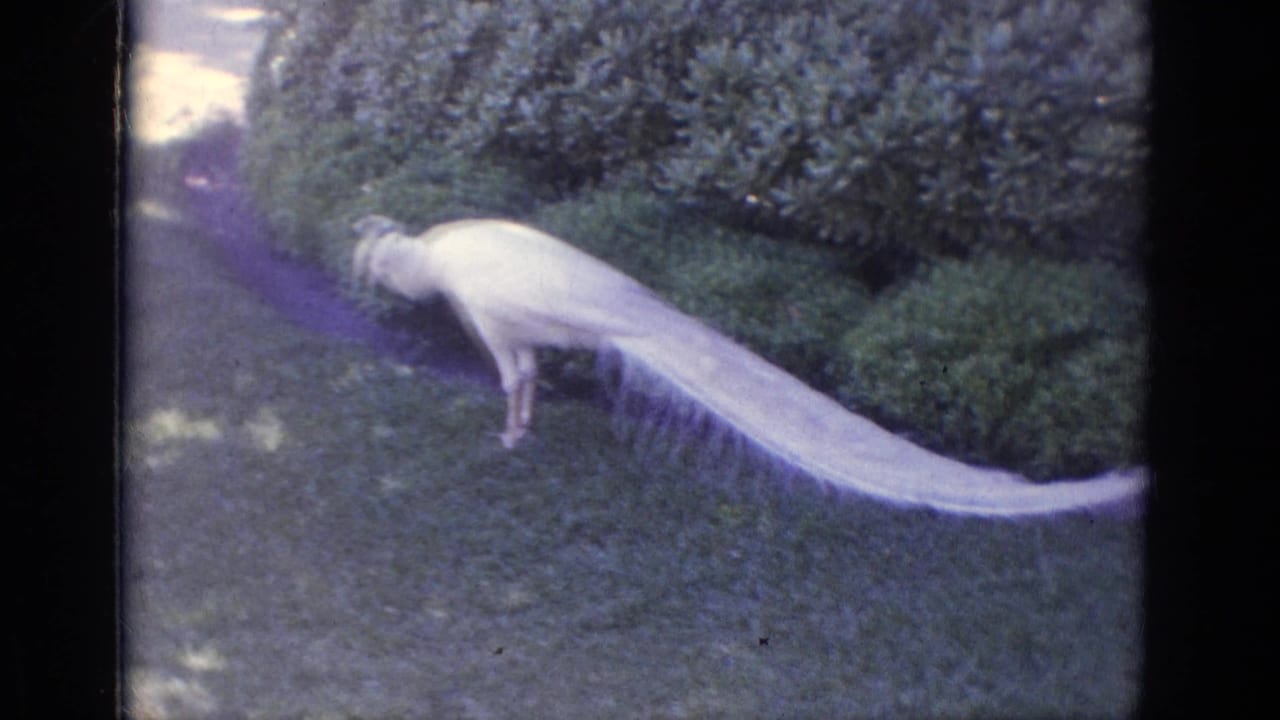 White peacock walking across grass beside shrubs with its long tail trailing behind.